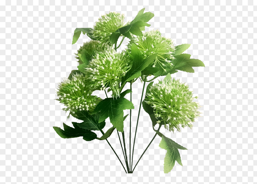 Gypsophila Parsley Herbalism Flower PNG