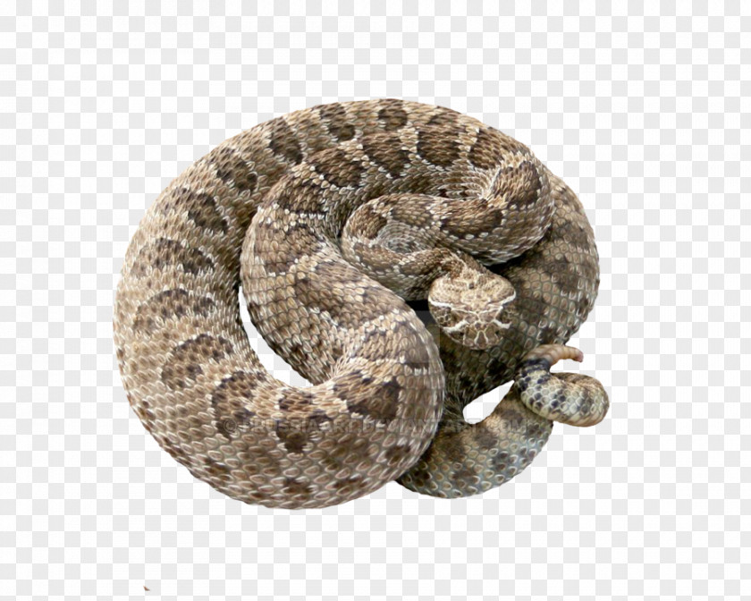 Rattlesnake Sidewinder Northern Pacific Snakebite PNG