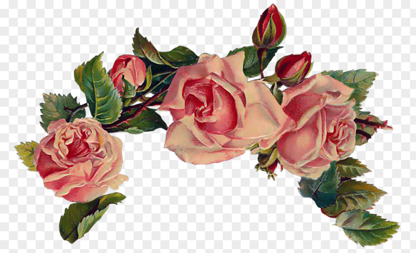 Rose Vintage Roses: Beautiful Varieties For Home And Garden Pink Clip Art PNG