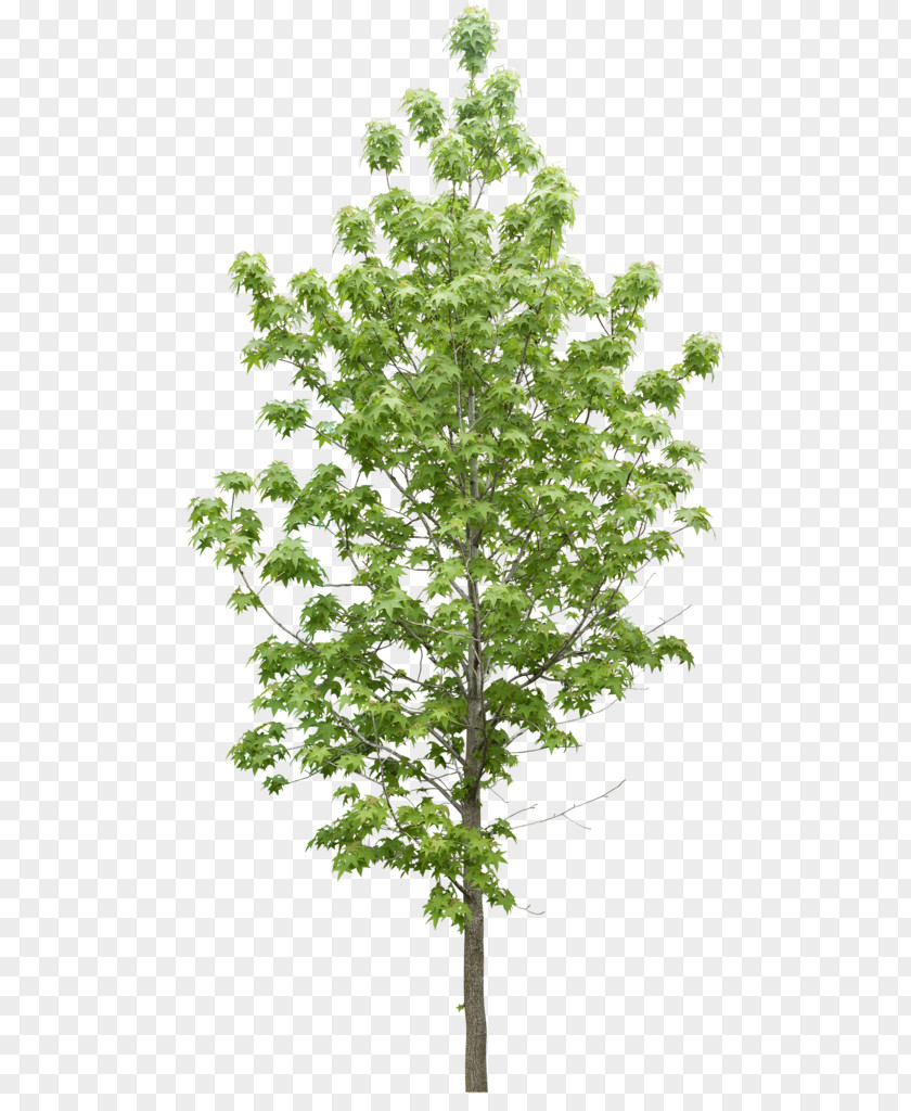 Trees Tree Plant Data Icon PNG