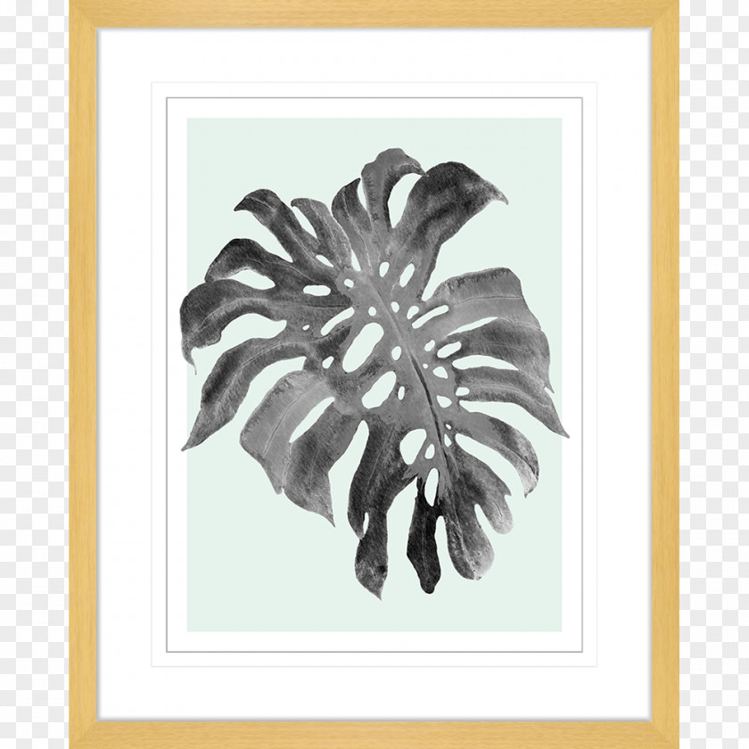 Monstera Swiss Cheese Plant Paper Picture Frames Printmaking Art PNG