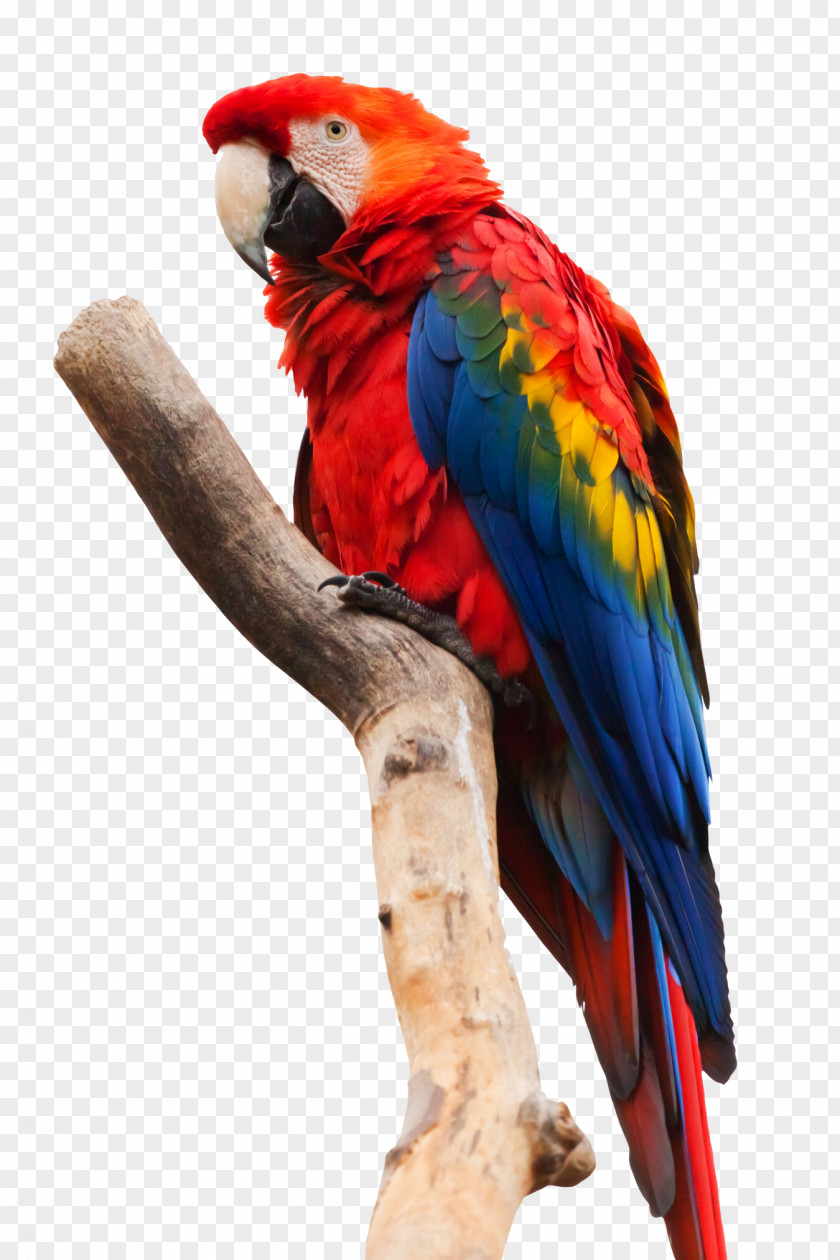 Parrot Macaw Scarlet Bird Blue-and-yellow PNG