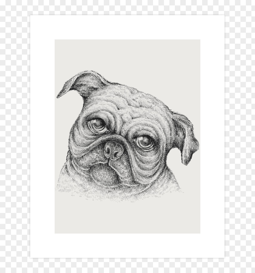 Puppy Pug Dog Breed Drawing Sketch PNG