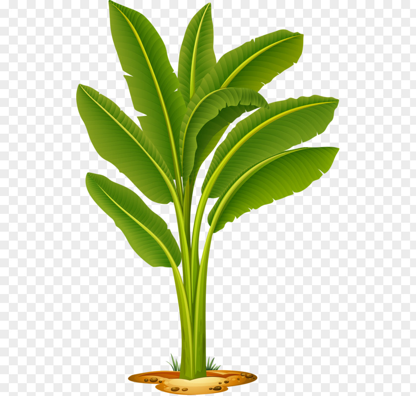 Banana Leaf Clip Art PNG