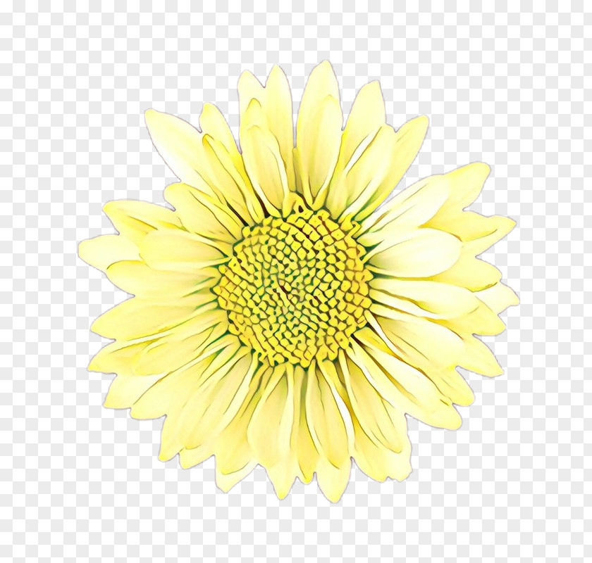 Chrysanths Pollen Flowers Background PNG