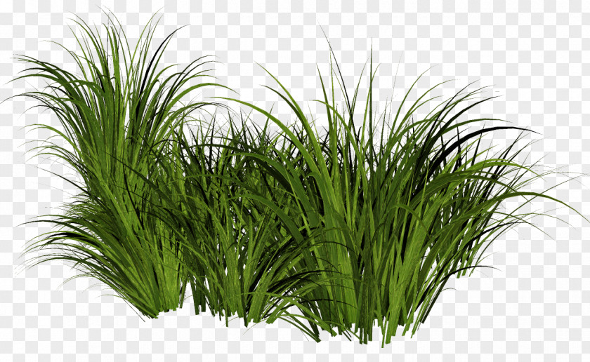 Lif Map Clip Art Image Ornamental Grass PNG