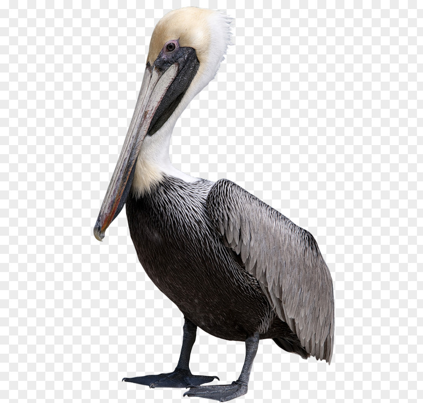 Bird Pelican Duck Clip Art PNG