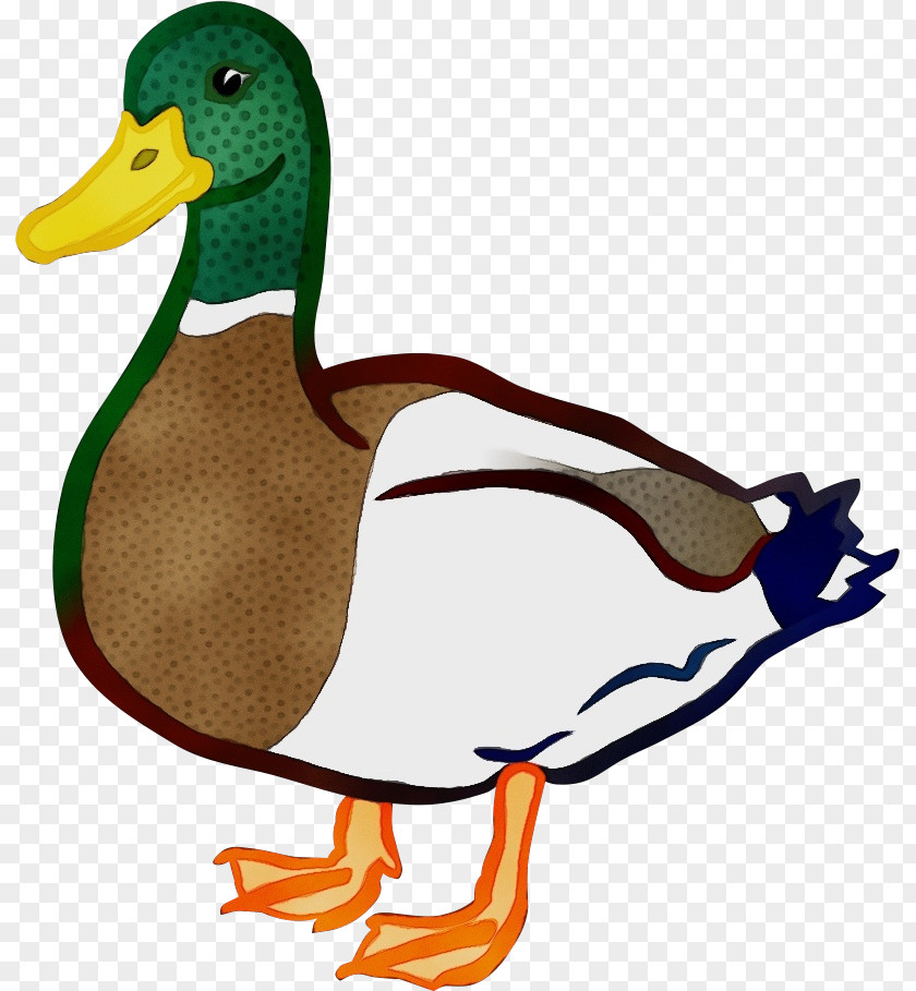 Duck Mallard Bird Ducks, Geese And Swans Water PNG