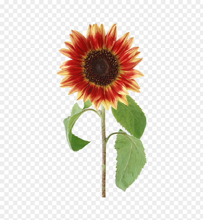 Floral Elements Common Sunflower PNG