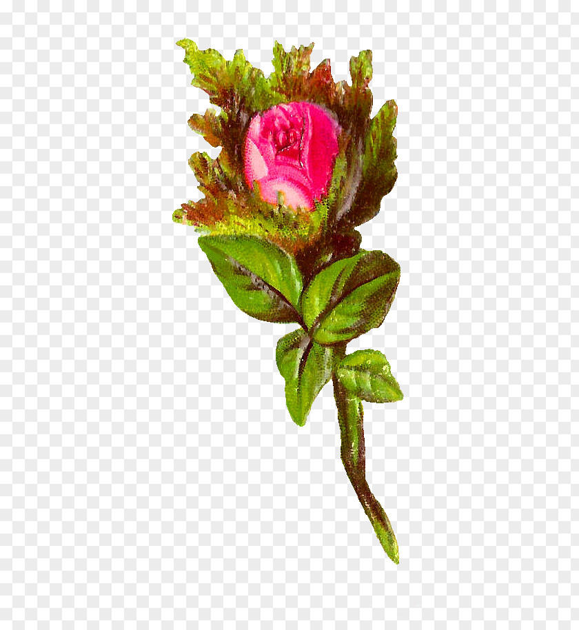 Flower Garden Roses Cut Flowers Cabbage Rose Bokmärke PNG
