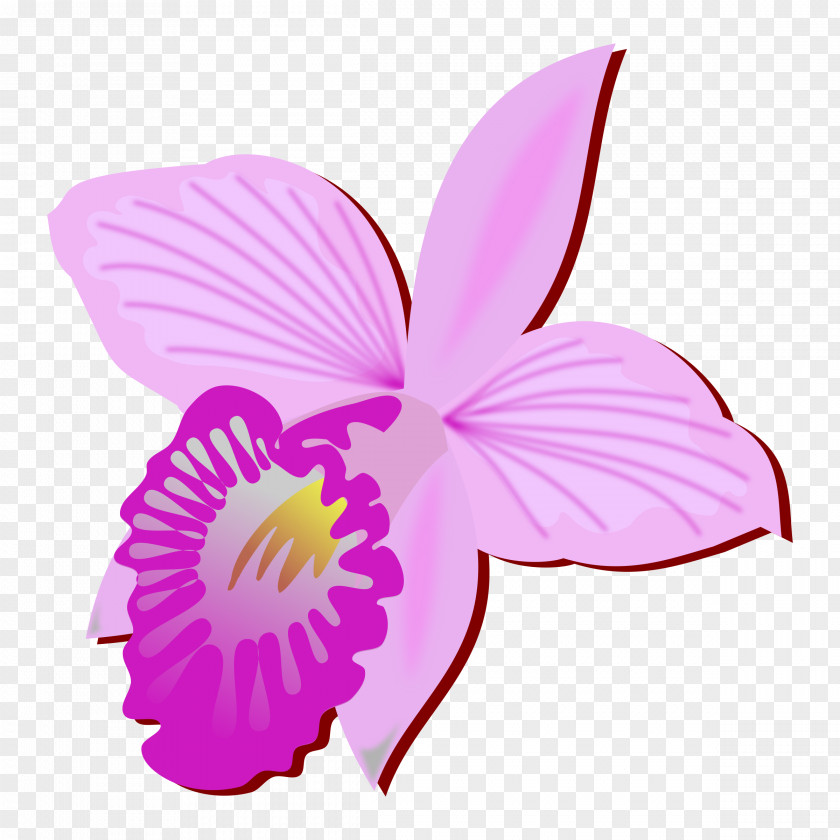 Orchid Orchids Arundina Clip Art PNG