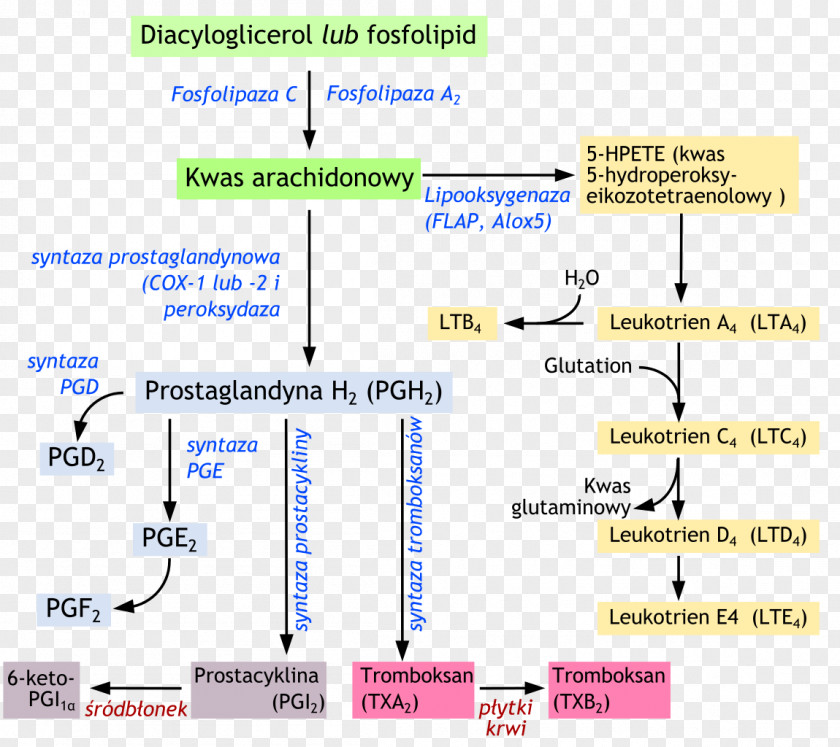 Preimplantation Genetic Diagnosis Eicosanoid Leukotriene Arachidonic Acid Phospholipase A2 Prostaglandin PNG