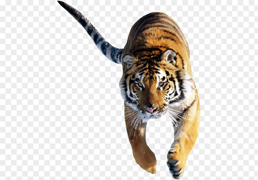 Tigers Cat Siberian Tiger Bengal Desktop Wallpaper White PNG