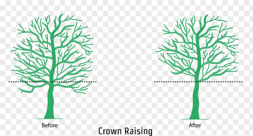 Tree Branch Pruning Crown Leaf PNG