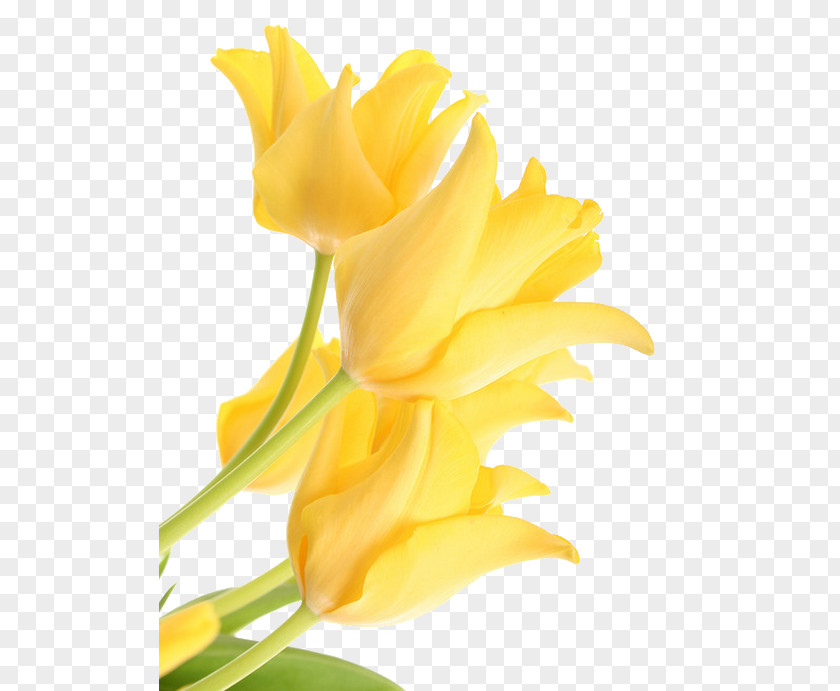 Tulip Flower Clip Art Yellow Image PNG