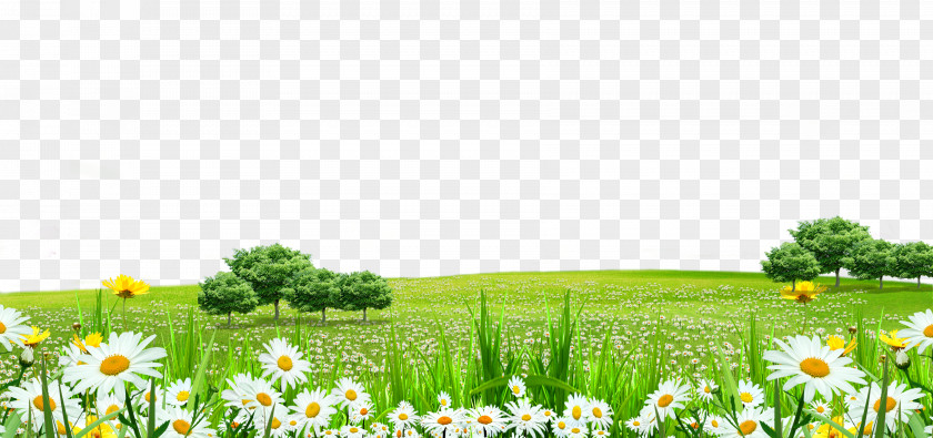 White Flowers Grass Border Texture Lawn Flower PNG