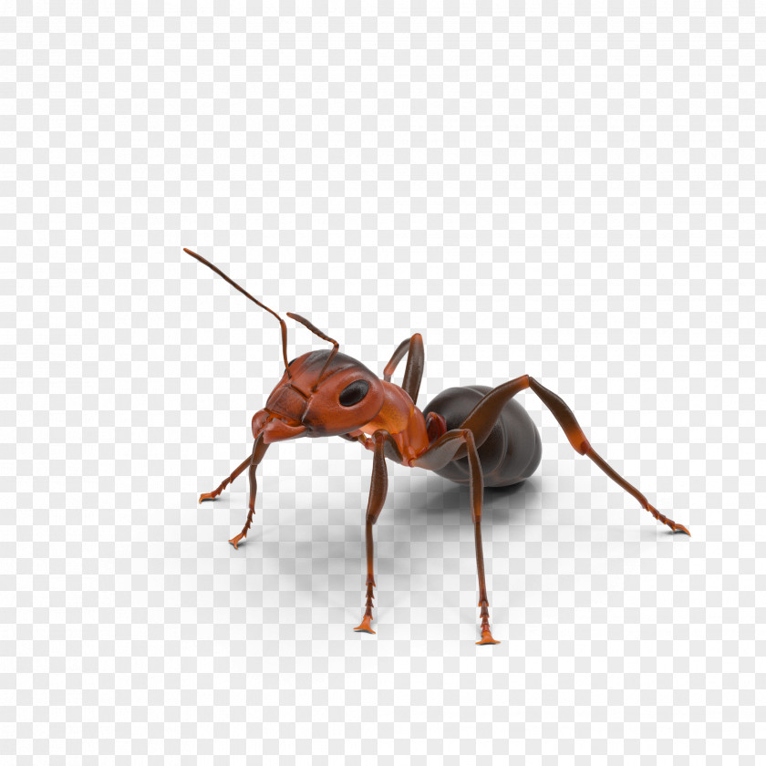 Ants Ant Texas Insect PNG