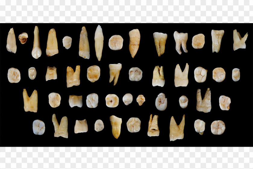 China Early Human Migrations Fuyan Cave Tooth Evolution Recent African Origin Of Modern Humans PNG