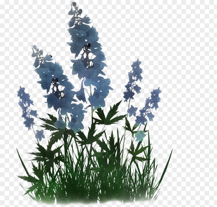 Flower Plant Grass Delphinium Monkshood PNG