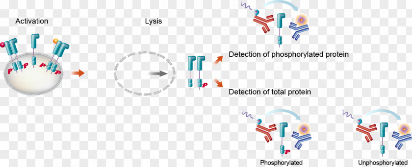 Immunoassay HER2/neu Cell Plate Reader PNG