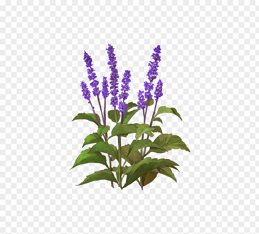 Lavender Flowerpot Hyssopus Common Sage Lupin Limited PNG