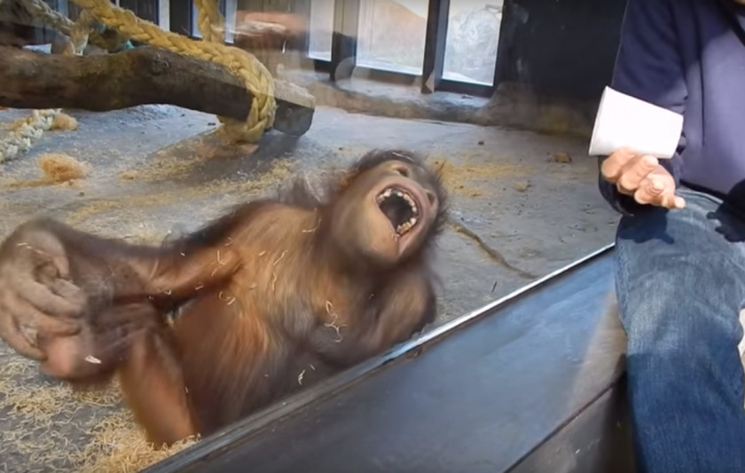 Orangutan Chimpanzee Primate Bornean The Orangutans Monkey PNG