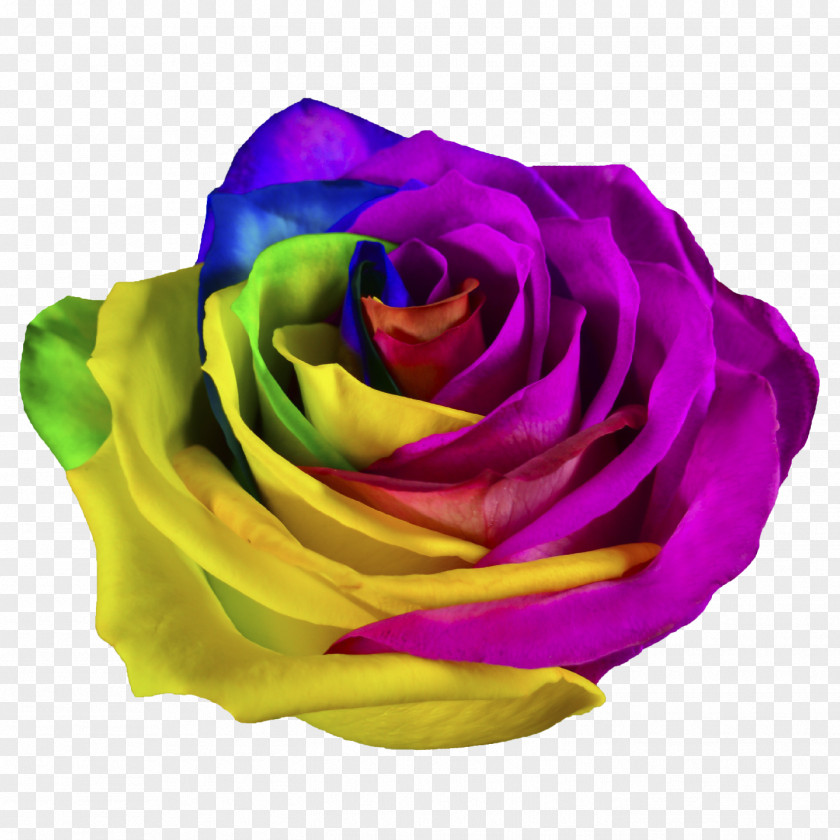Rose Rainbow Garden Roses Shops Cut Flowers PNG
