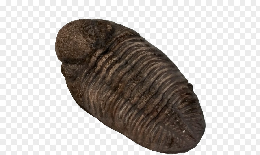 Trilobite PNG