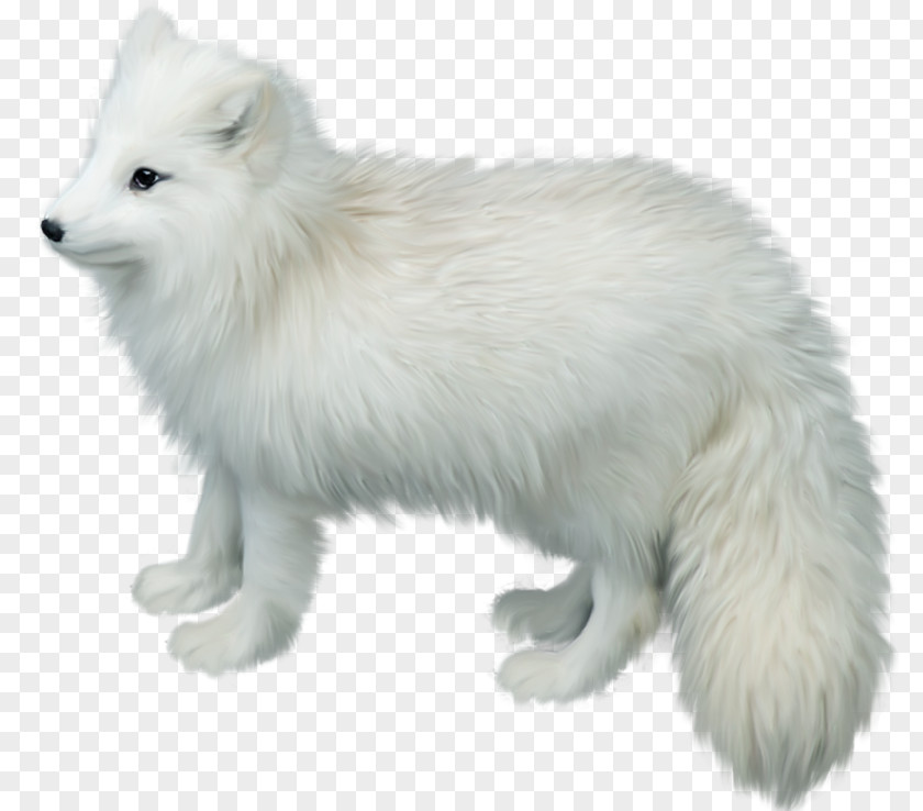 White Fox Arctic Gray Wolf Clip Art PNG