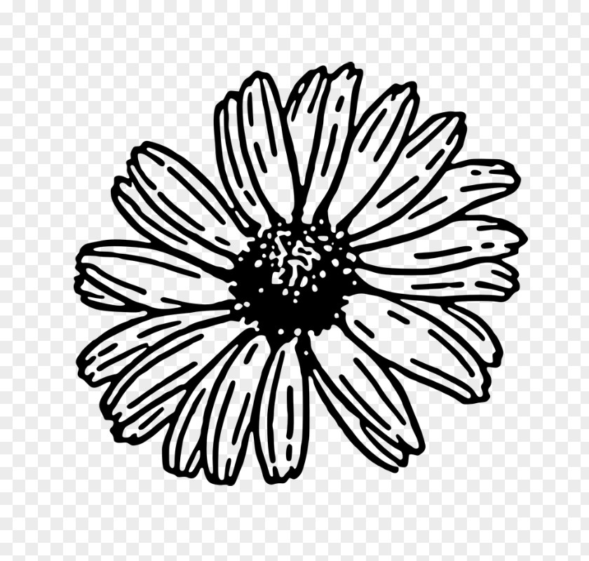 African Daisy Aster Black And White Flower PNG