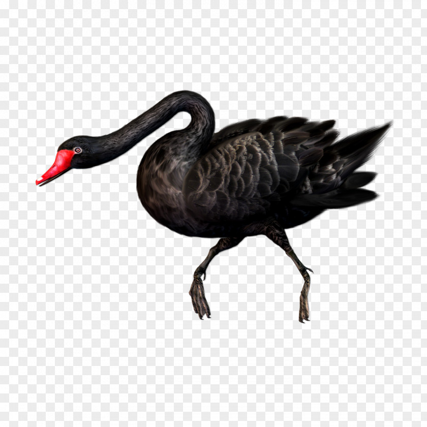 Animal Black Swan Bird Clip Art PNG
