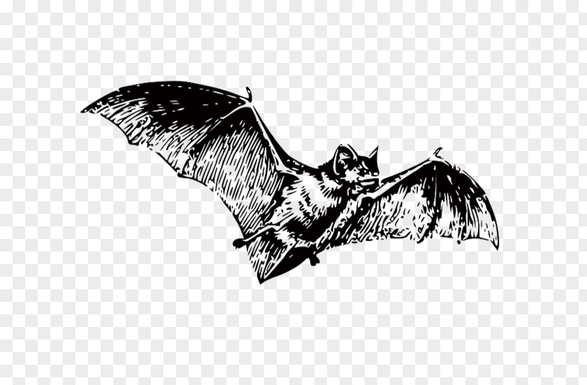 Bat Black And White Clip Art PNG