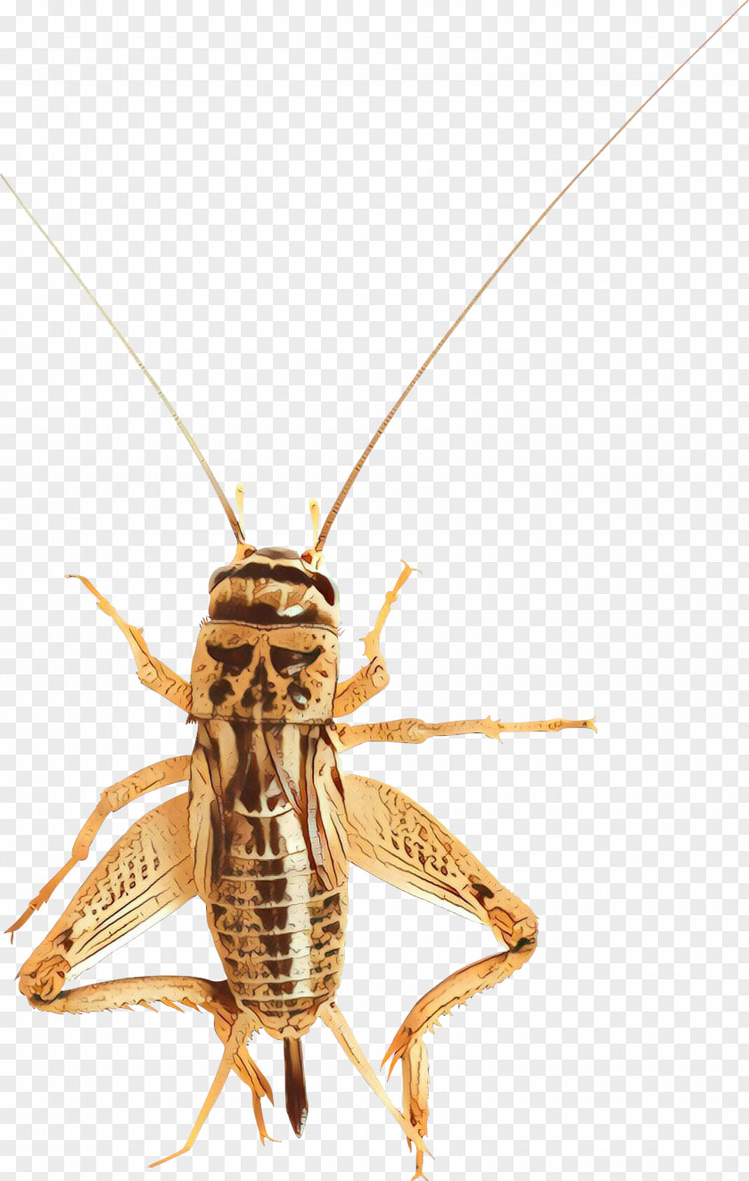 Grasshopper Scentless Plant Bugs Insect Locust Pest Cricket Macro PNG