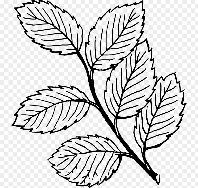 Leaf Drawing Line Art Clip PNG