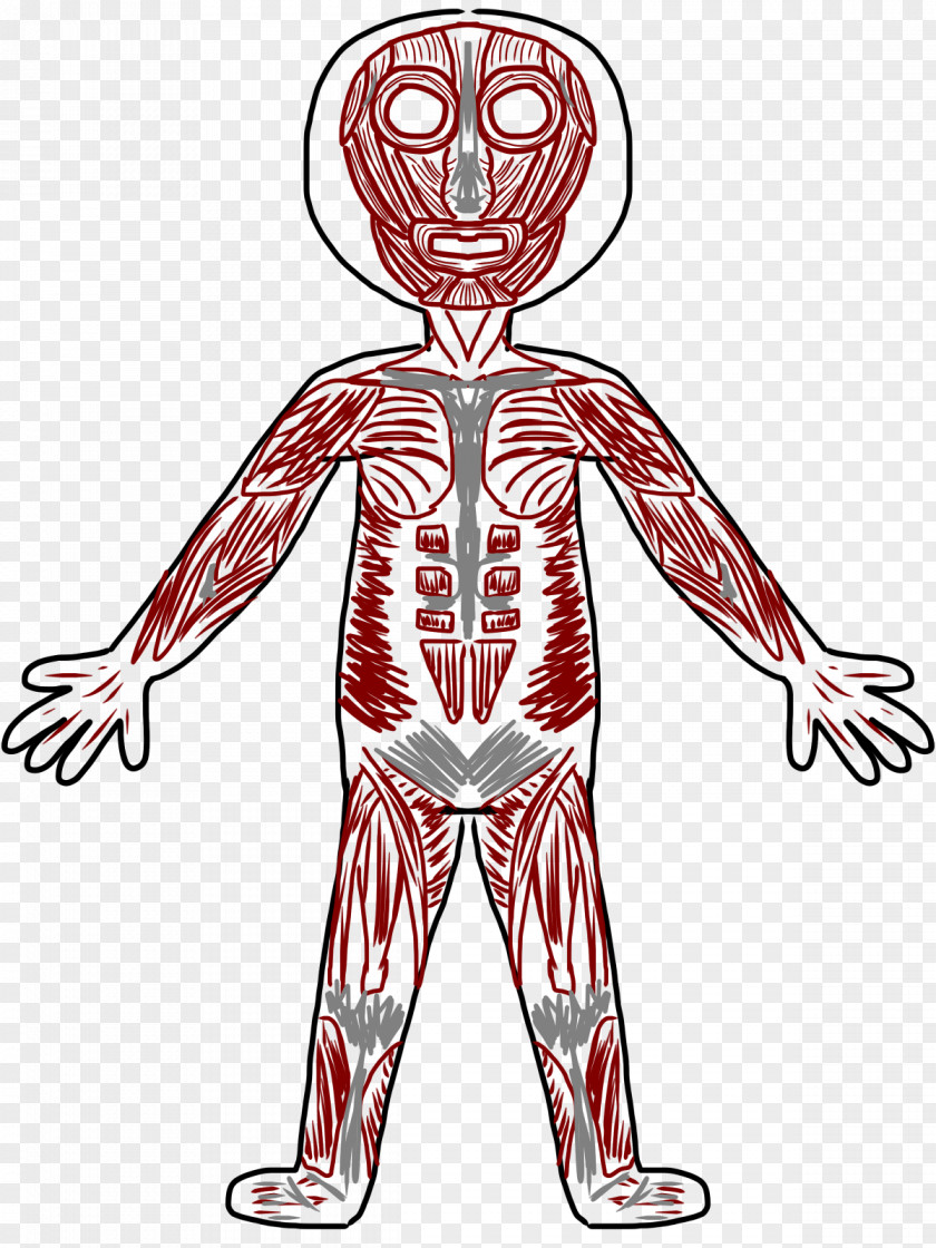Muscle Cliparts Muscular System Human Skeleton Body Clip Art PNG