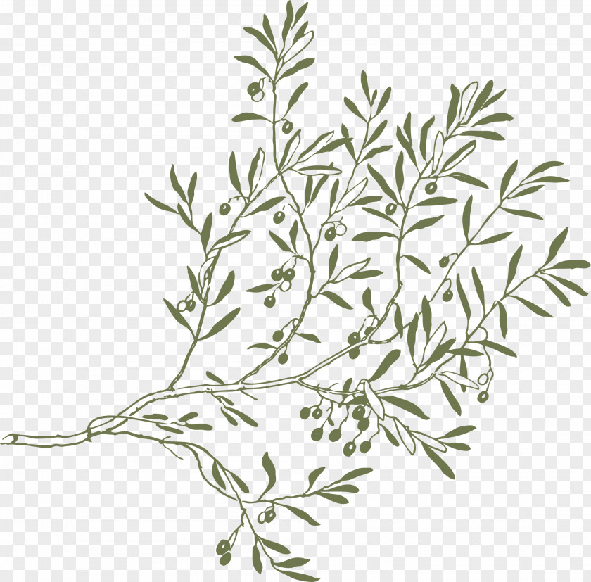 Olive Clip Art Branch Image PNG