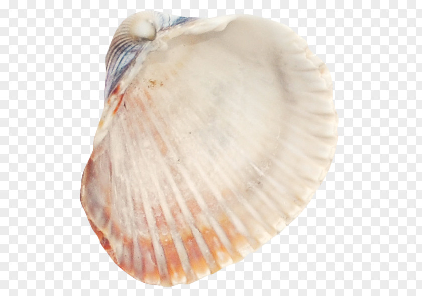 Seashell Cockle Tellinidae Conchology Veneroida PNG