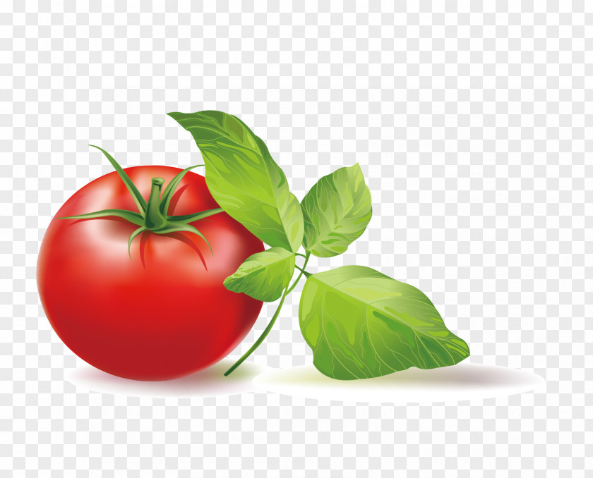 Vector Tomato Cherry Italian Pie Clip Art PNG