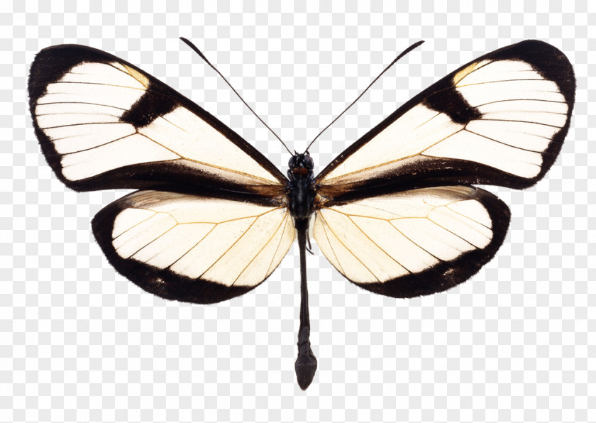 Butterfly Photography Image Borboleta Illustration PNG