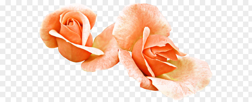 Flower Garden Roses Cut Flowers Petal PNG