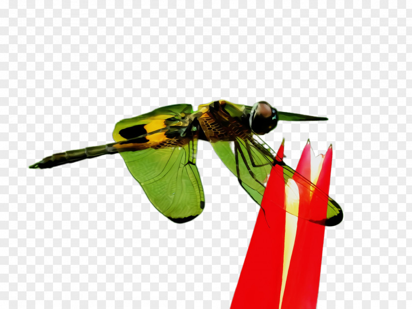 Fly Dragonflies And Damseflies Insect Eumenidae Pest Yellow Wasp PNG