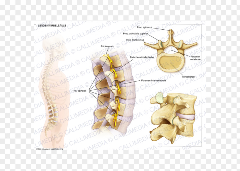 Lumbar Vertebrae Vertebral Column Anatomy Intervertebral Disc PNG