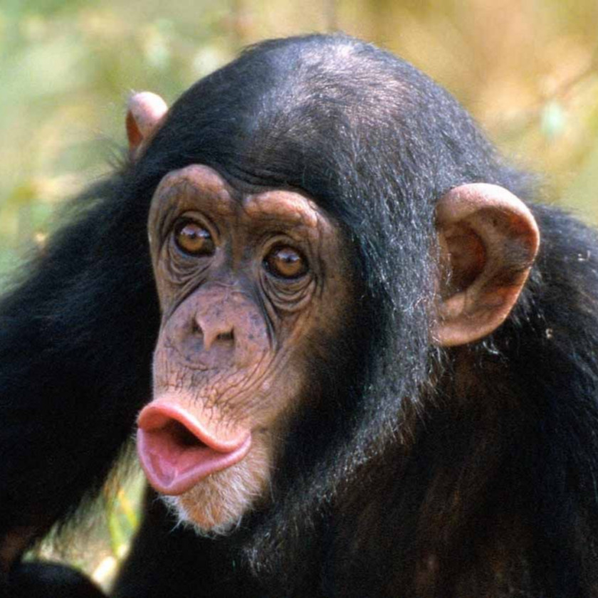 Orangutan Common Chimpanzee Ngamba Island Sanctuary Primate Bonobo Gorilla PNG
