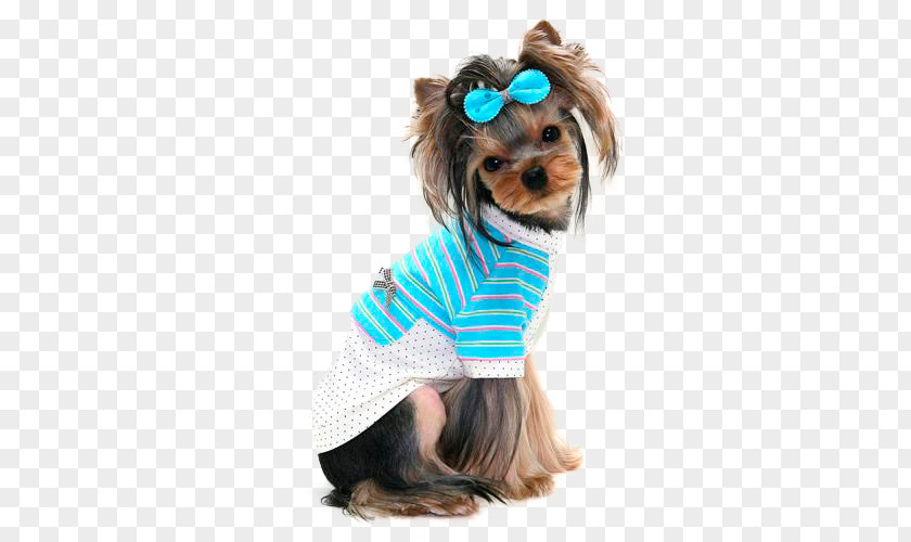 Puppy Yorkshire Terrier Pet Chihuahua PNG