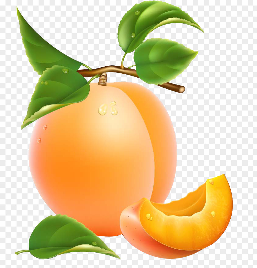 Apricots Pattern Apricot Fruit Clip Art PNG