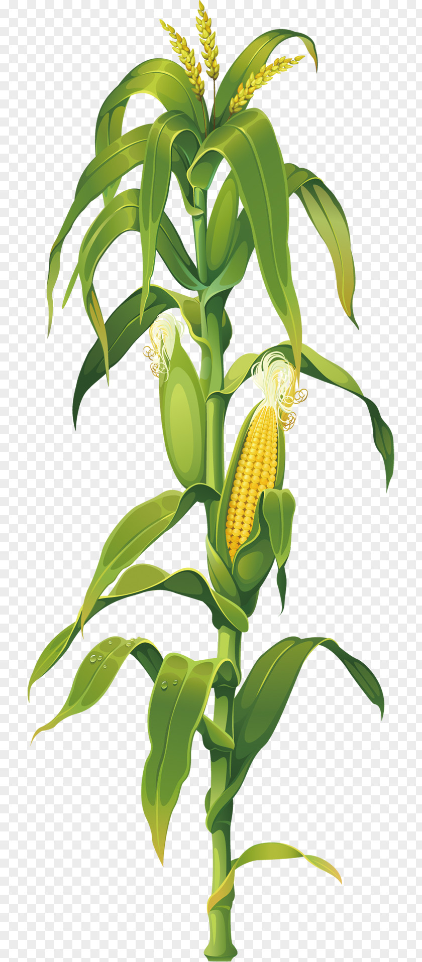 Corn Maize On The Cob Drawing Plant Clip Art PNG
