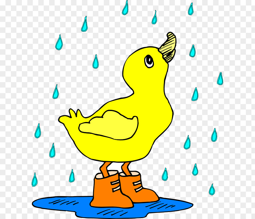 Duck Baby Ducks Rain Clip Art PNG