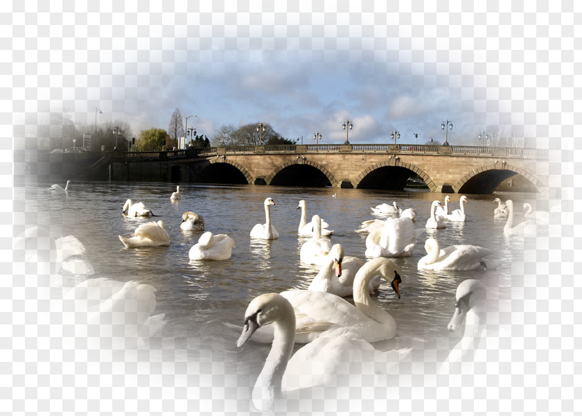 Duck Mute Swan Worcester Bird Desktop Wallpaper PNG