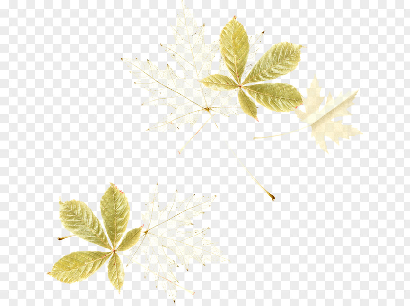 Flower Leaf Petal Plant Stem PNG