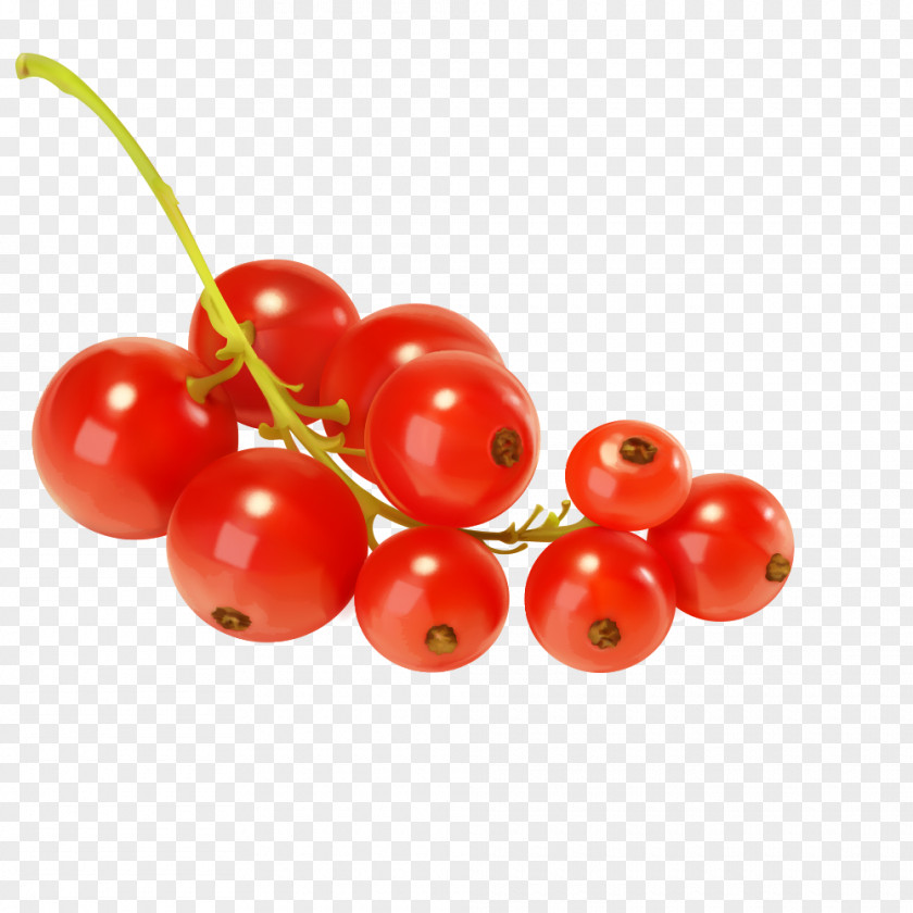 Hand-painted Cinnabar Red Berries Fruit Roots Redcurrant Blackcurrant Frutti Di Bosco Zante Currant Clip Art PNG